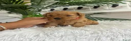 Caniche Toy perros en venta: CANICHE HEMBRA  - Anuncio 13