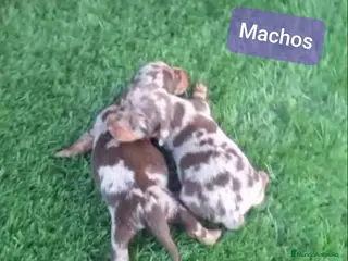 Teckel Miniatura perros Teckel kanichen - Anuncio 6