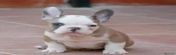 Bulldog Francés perros en venta: Cachorros de Bulldog Frances  - Anuncio 1