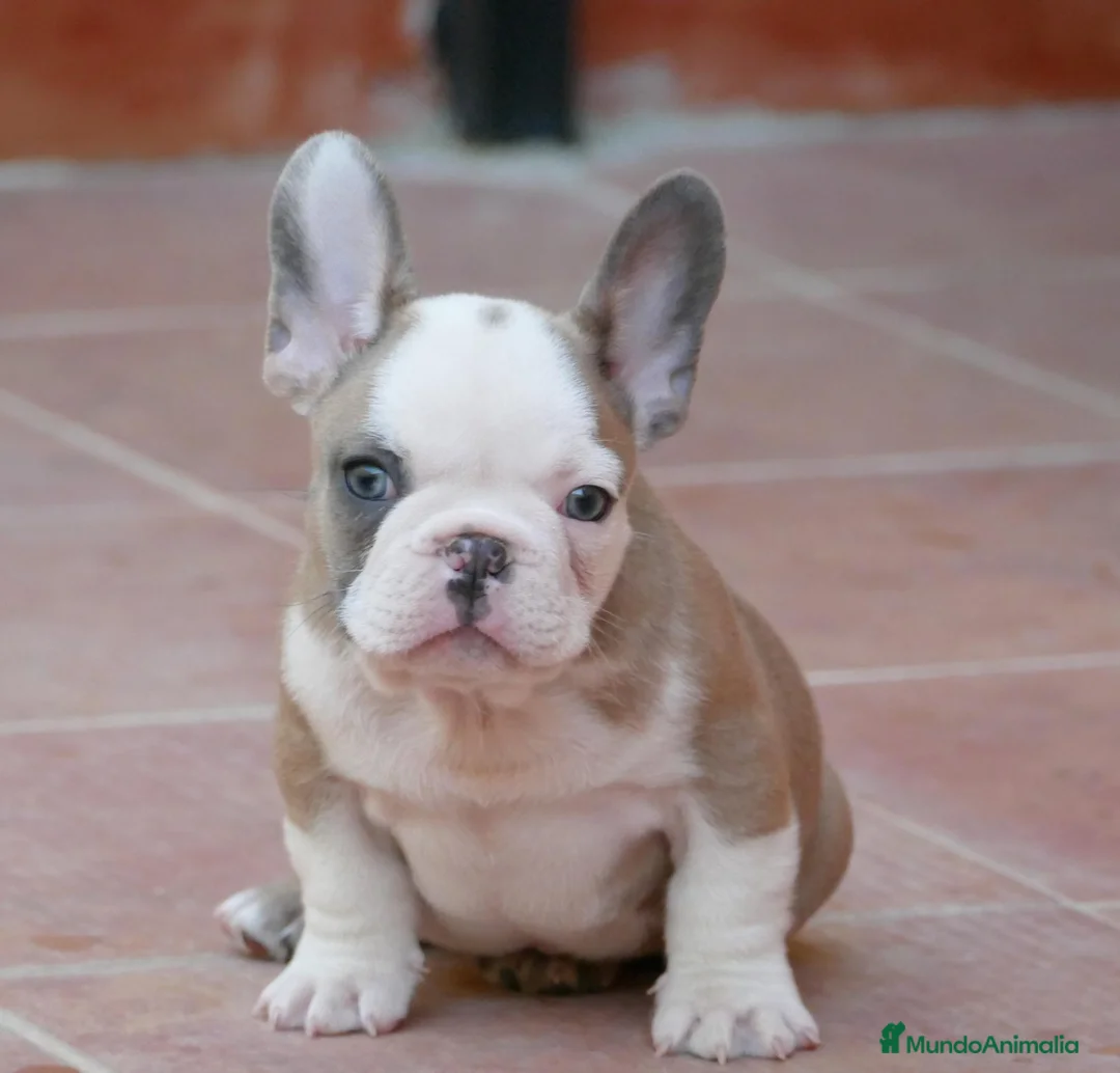 Bulldog Francés perros en venta: Cachorros de Bulldog Frances  - Anuncio 1