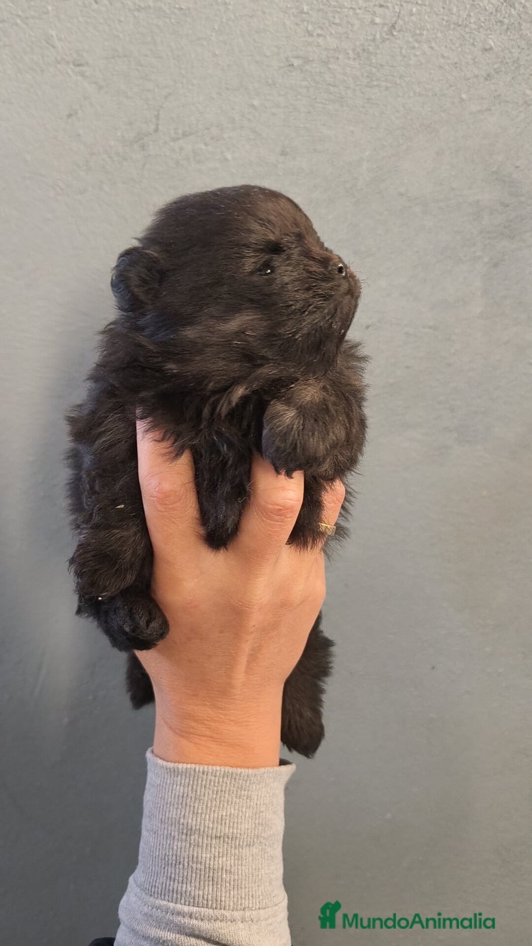 Pomerania perros en venta: Lulú Pomerania hembra  - Anuncio 8