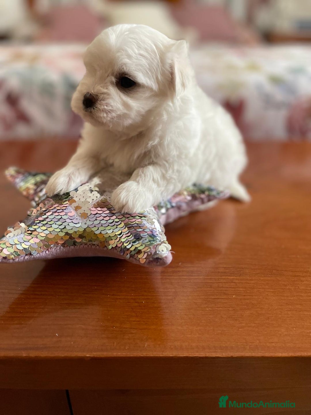 Bichón Maltés perros en venta: Bichon Maltés hembra y macho  - Imagen 10