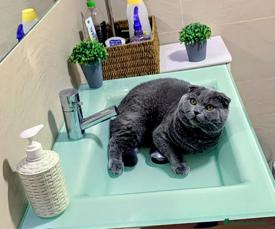 Imagen de galería {{count}}