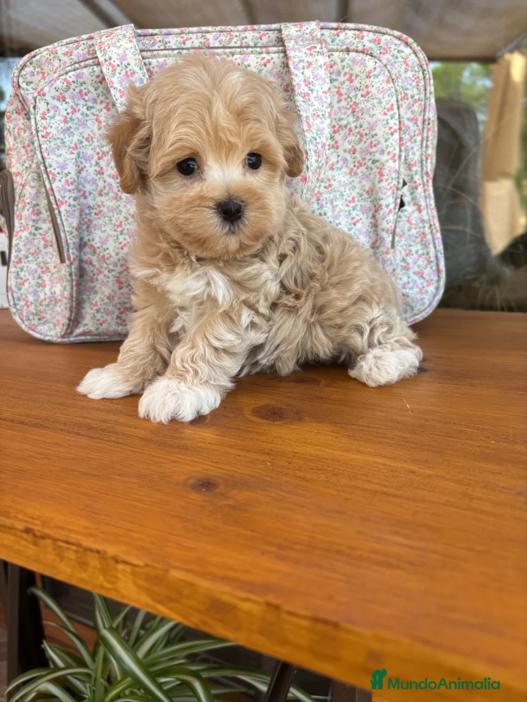 Maltipoo perros en venta: Maltipoo  - Anuncio 2