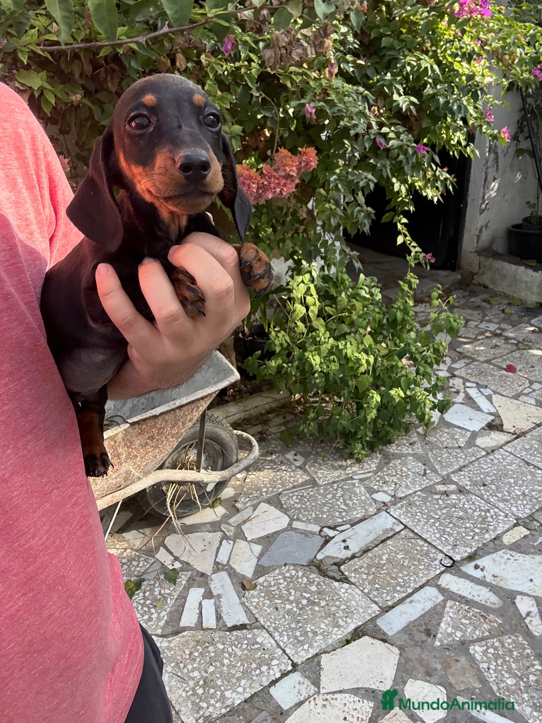 Teckel perros en venta: Teckels mini y kaninchen  - Anuncio 2