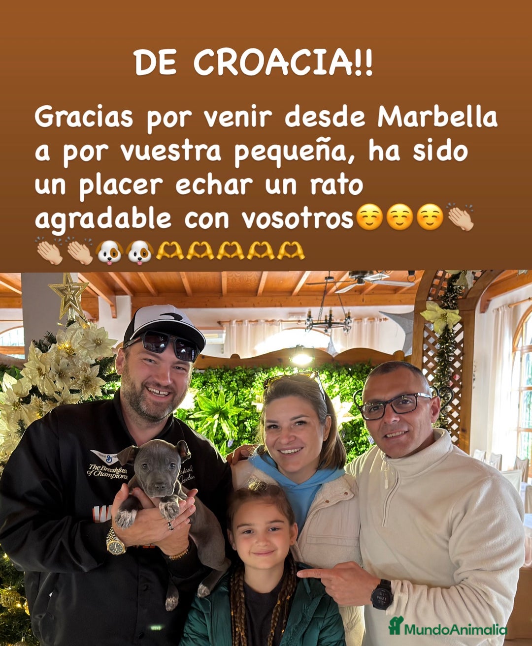 American Staffordshire-Terrier perros en venta: American Stanford, nueva Camada - Anuncio 3