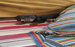 Teckel perros en venta: Cachorrita teckel negro y fuego  - Imagen 4