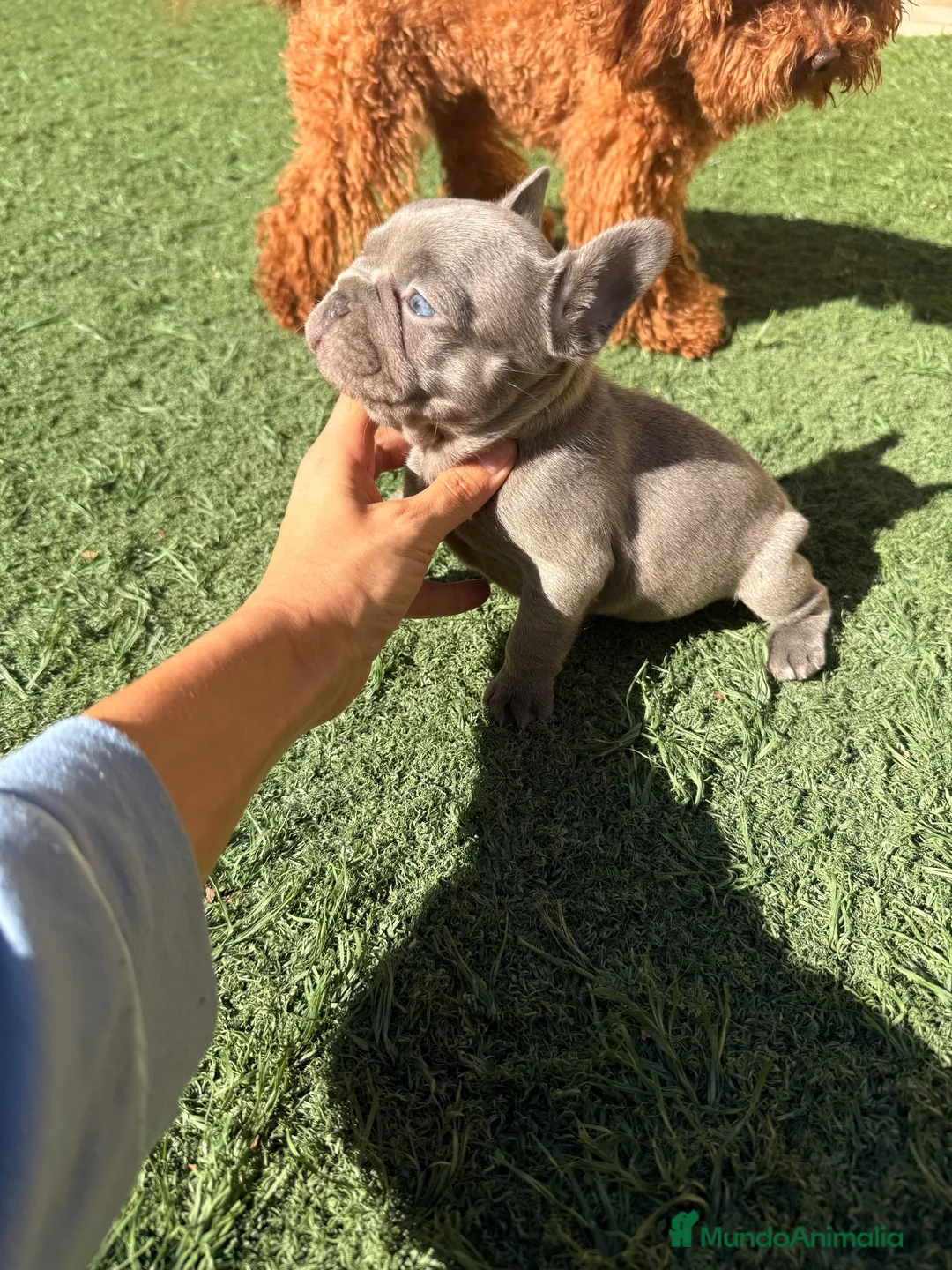 Bulldog Francés perros en venta: Bulldog francés Lilac  - Anuncio 1