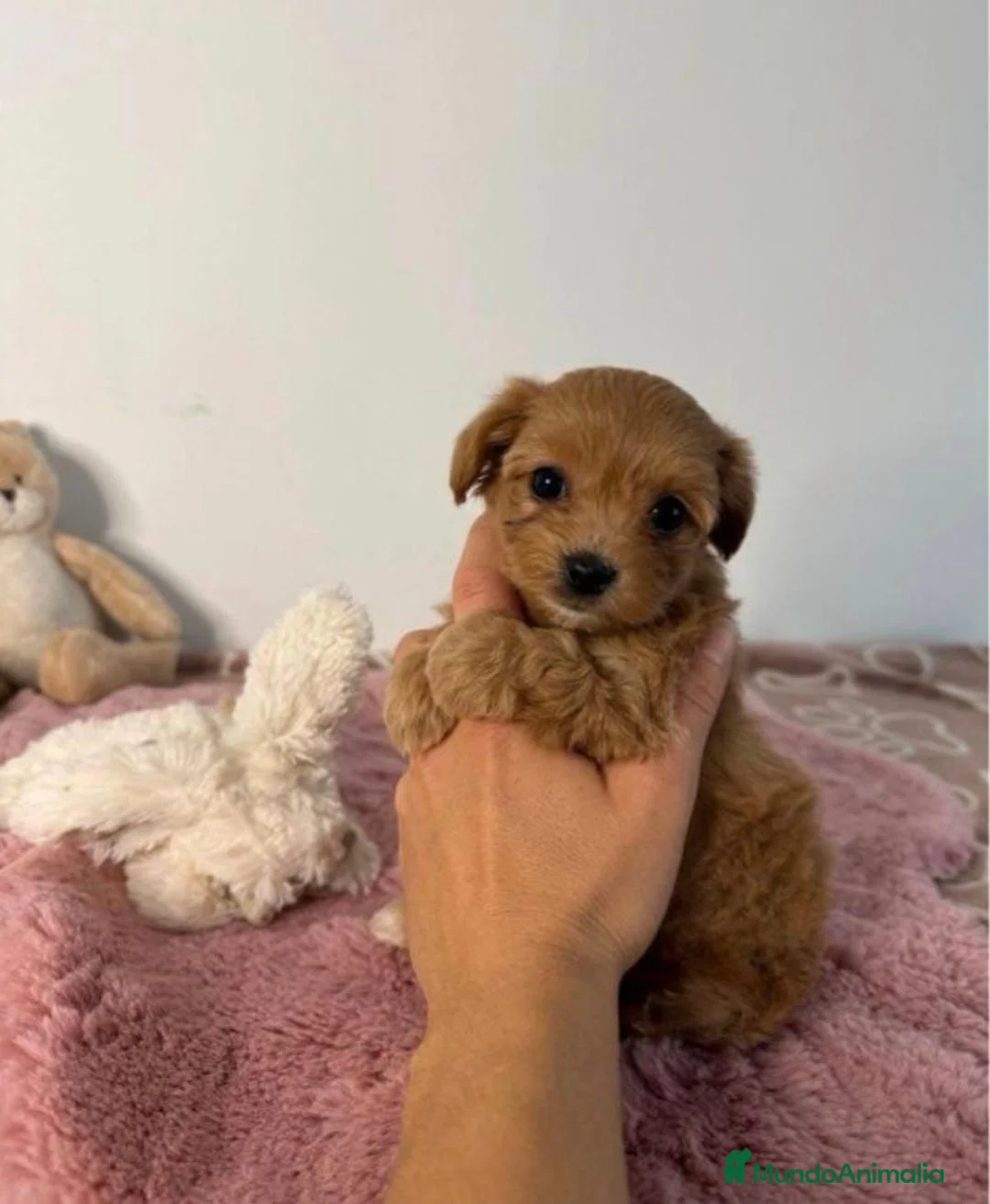 Maltipoo perros en venta: Maltipoo en Cataluña  - Anuncio 2