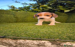 Beagle perros en venta: beagles tricolor  - Imagen 1
