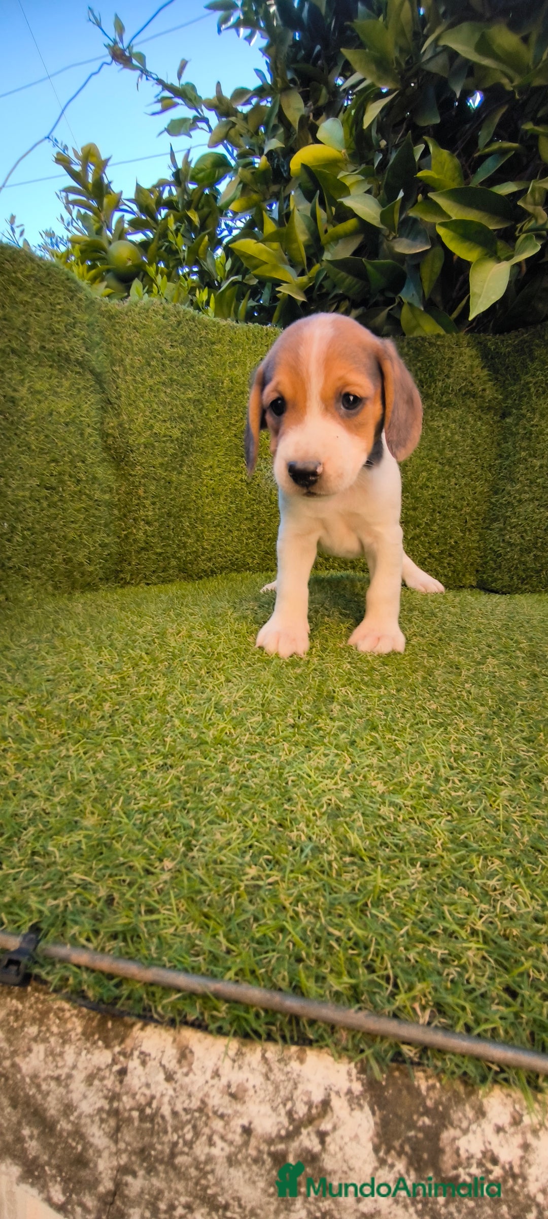 Beagle perros en venta: beagles tricolor  - Imagen 1