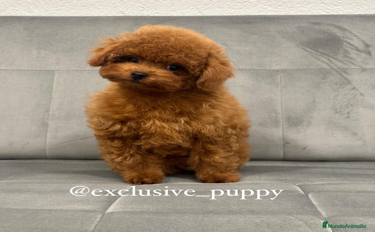 Caniche Toy perros - Anuncio 2