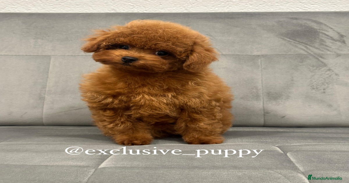 🥇 Caniche Toy Asiático en venta en Barcelona | MundoAnimalia