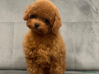 Caniche Toy perros - Anuncio 2