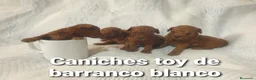 Caniche Toy perros en venta: Caniches toys 50% asiaticos con pedigree - Anuncio 6