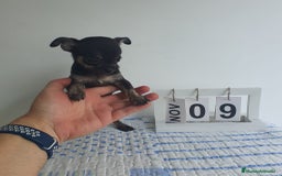 Chihuahua perros en venta: Chihuahua toy - Imagen 1