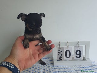 Chihuahua perros - Anuncio 1