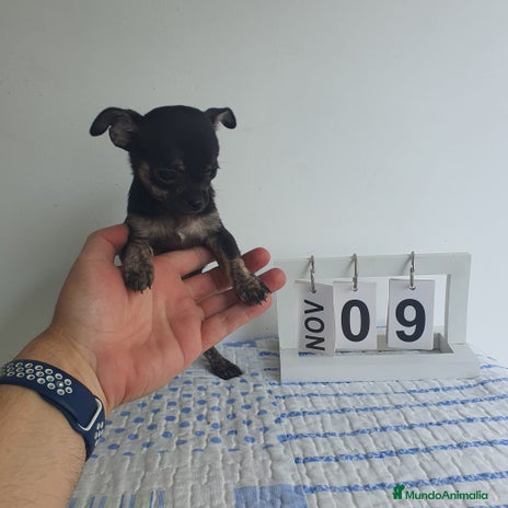 Chihuahua perros - Anuncio 1