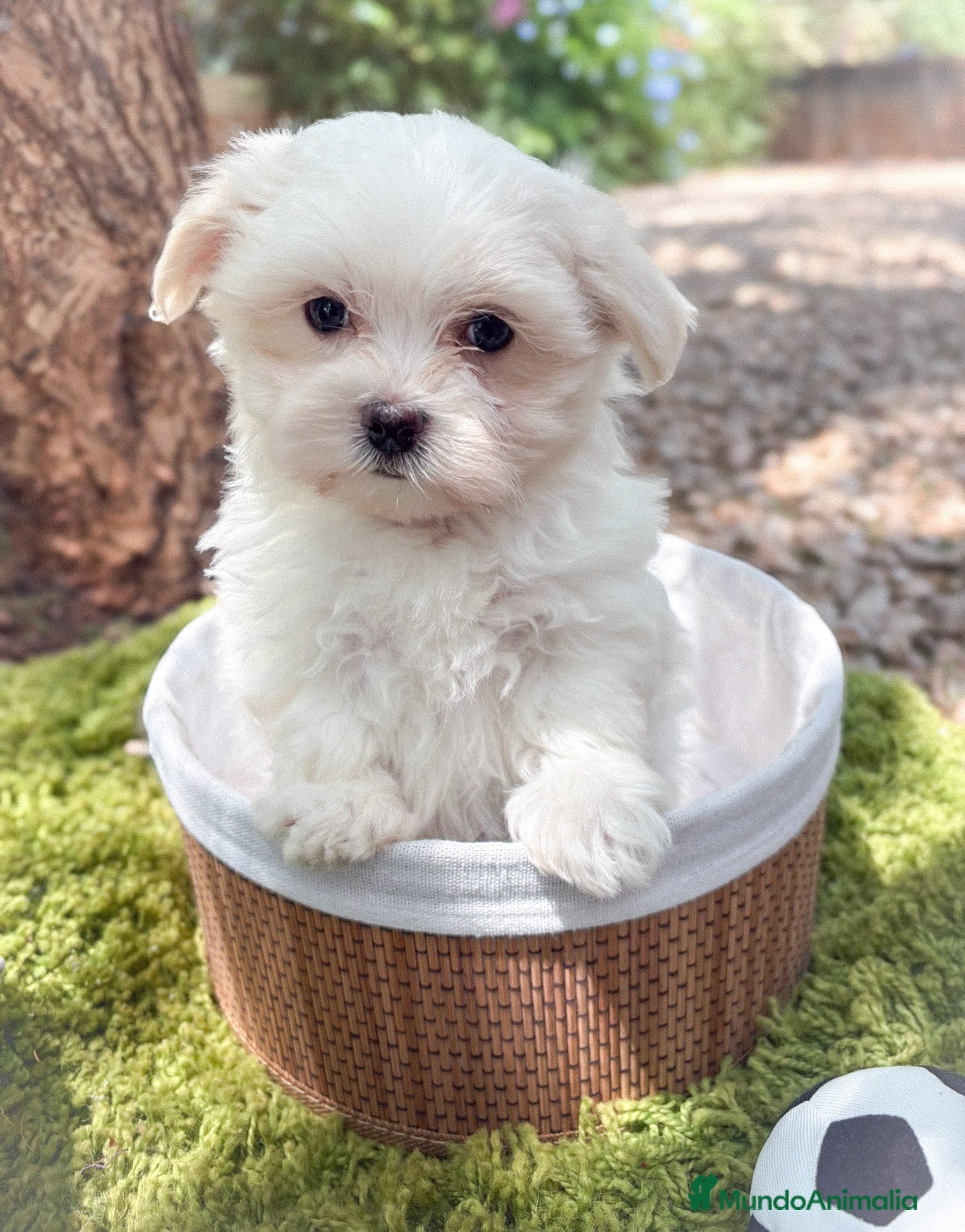 Bichón Maltés perros Bichón Maltés  - Anuncio 2