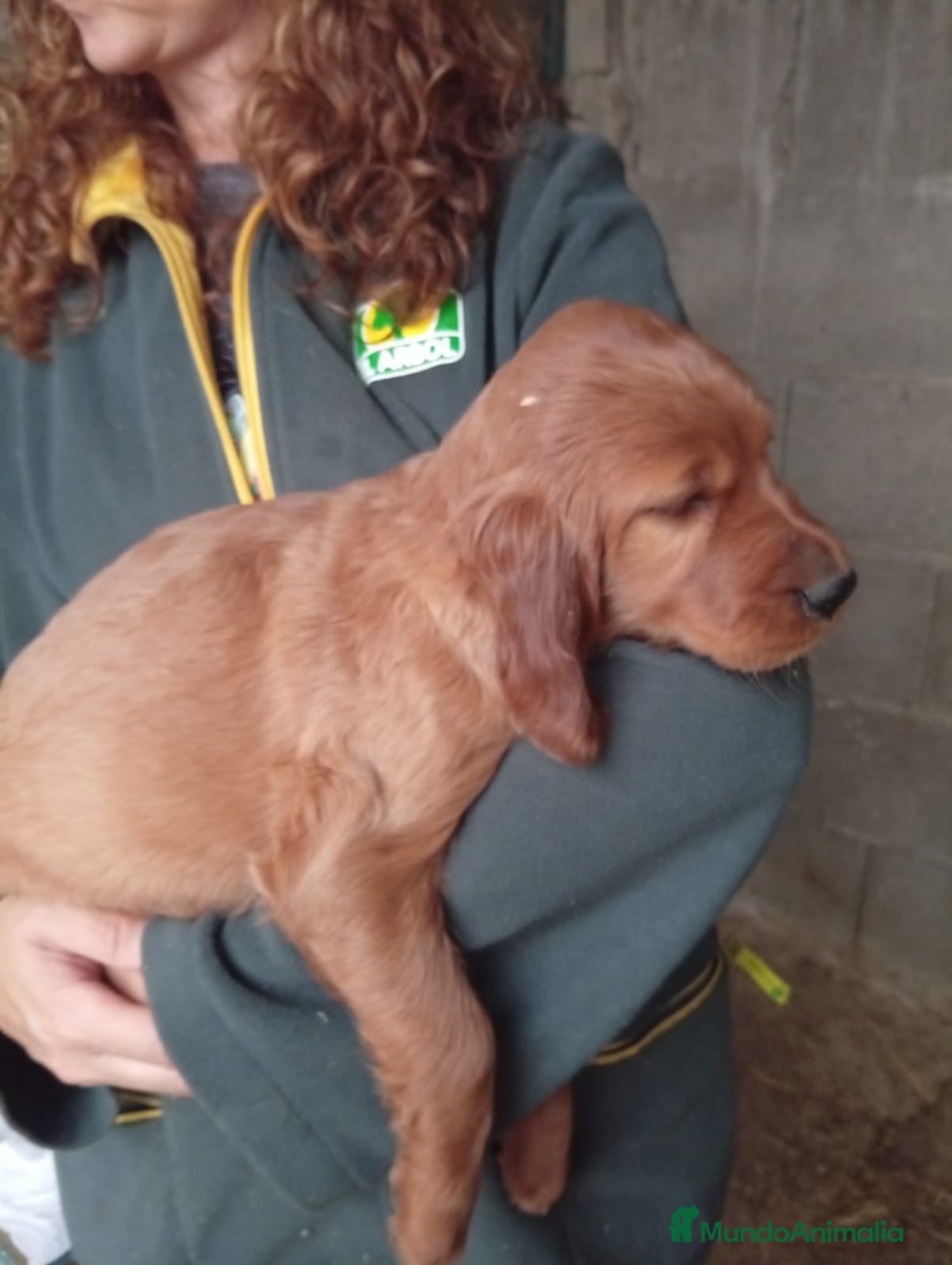 Setter Irlandés Rojo perros Setter irlandés rojo. - Anuncio 2