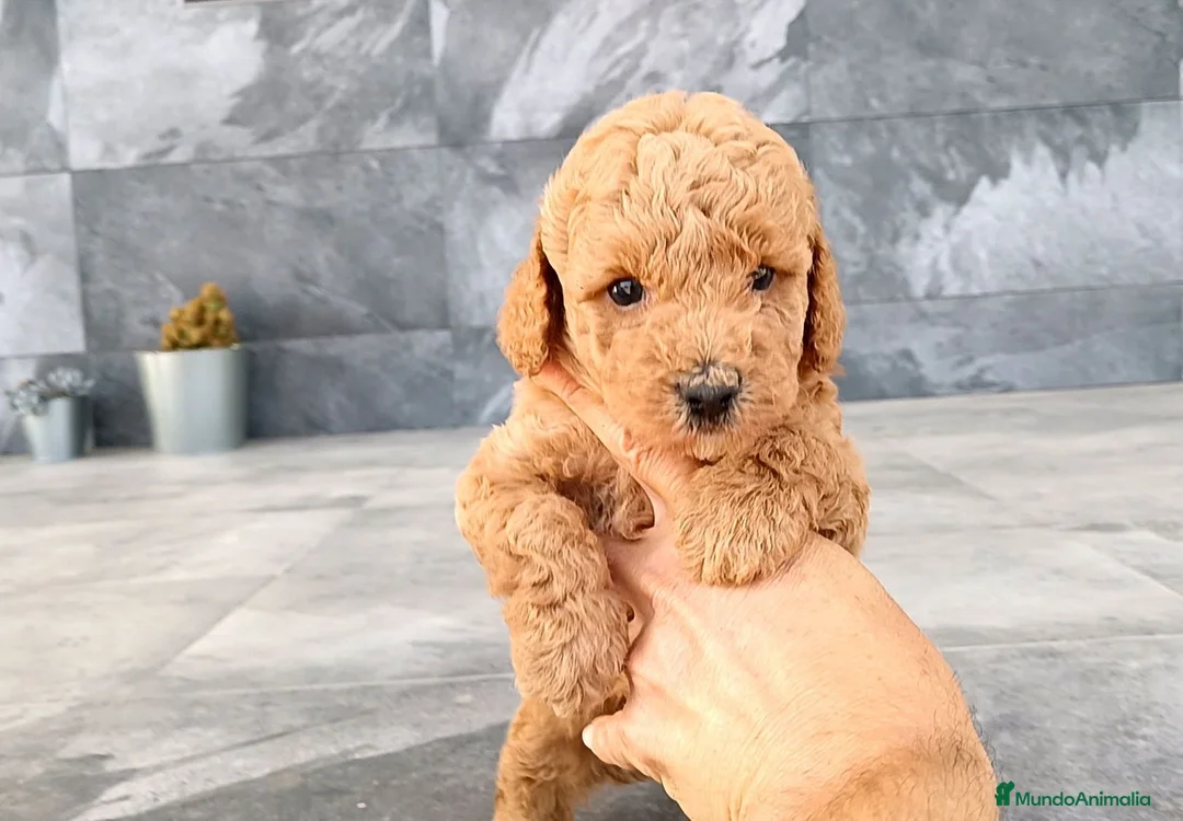 Caniche Toy perros en venta: Caniche toy y enano  - Anuncio 2