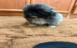 Shih Tzu perros en venta: Shih tzu macho  - Imagen 4
