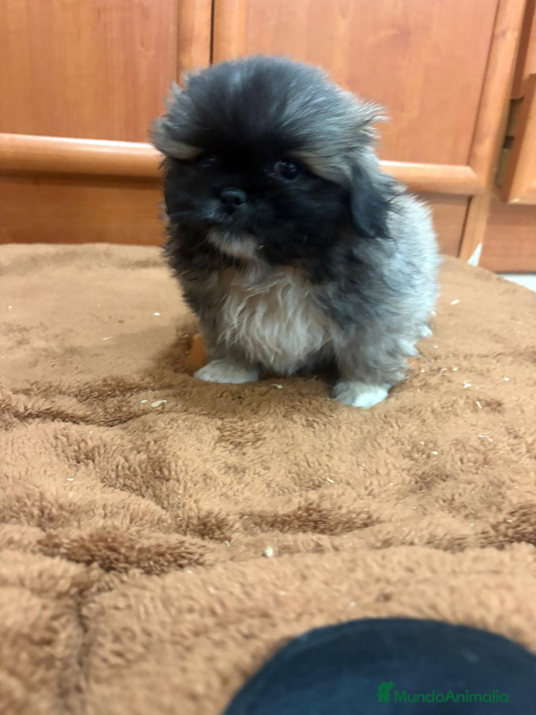 Shih Tzu perros en venta: Shih tzu macho  - Imagen 4
