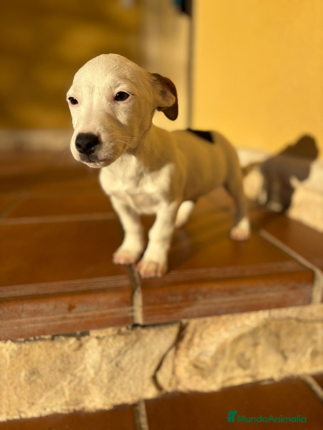 Jack Russell Terrier perros en venta: Cachorros de Jack russell  - Anuncio 33