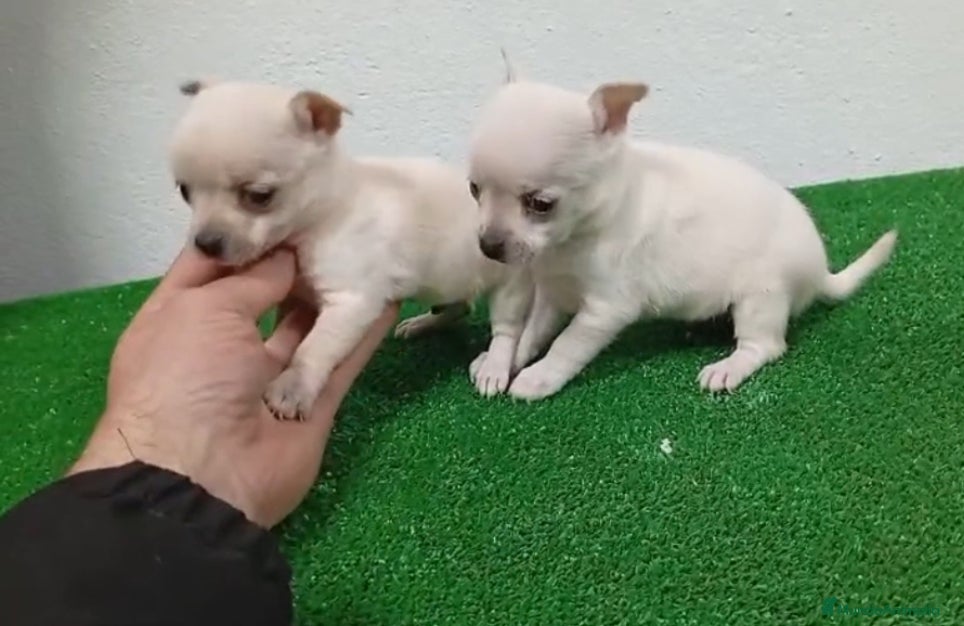 Chihuahua perros Chihuhua - Anuncio 15
