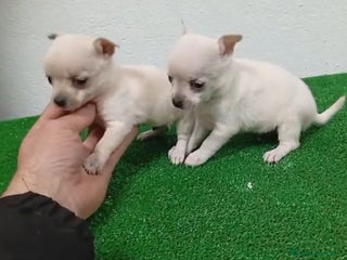 Chihuahua perros Chihuhua - Anuncio 14