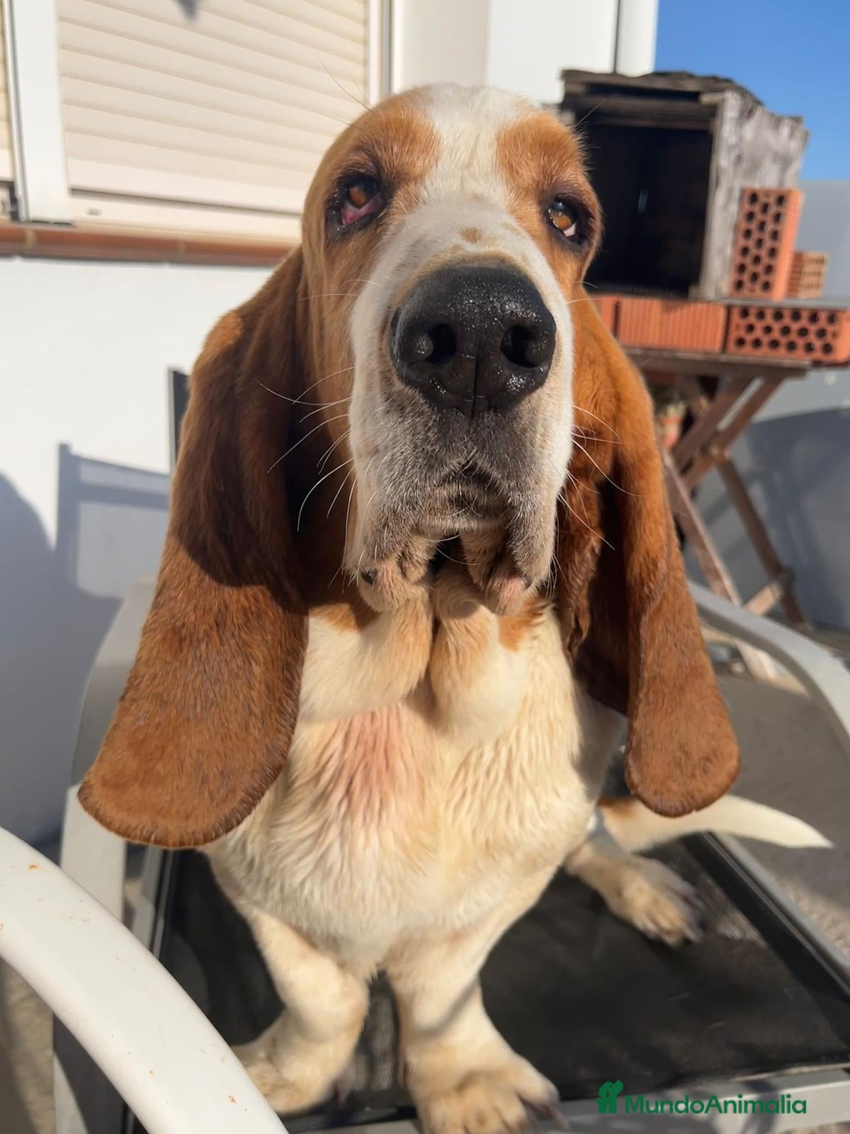 Basset Hound perros en venta: Basset Hound  - Anuncio 3