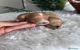 Maltipoo perros en venta: MALTIPOO MACHOS - Imagen 5