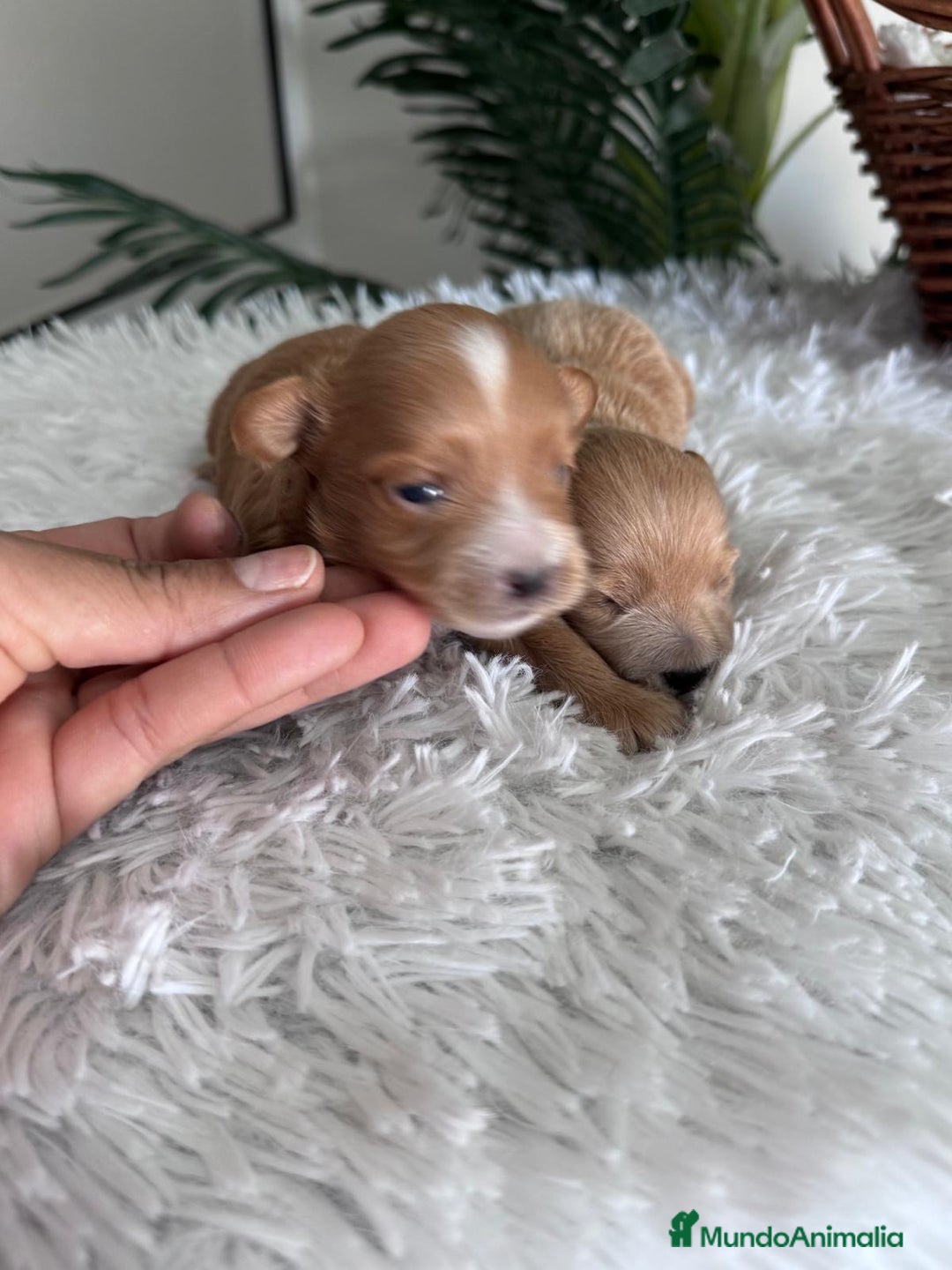 Maltipoo perros en venta: MALTIPOO MACHOS - Imagen 5