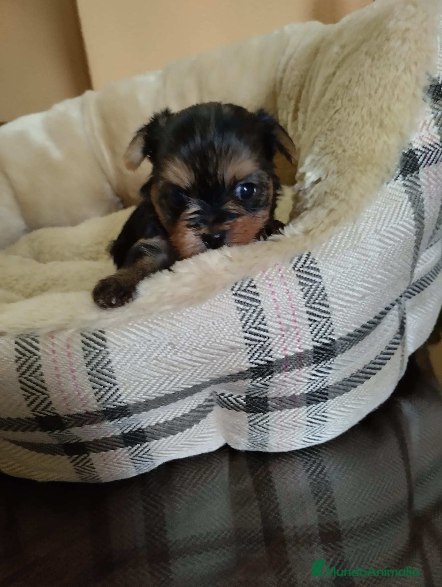 Yorkshire Terrier perros en venta: Yorkshire terrier toy  - Anuncio 7