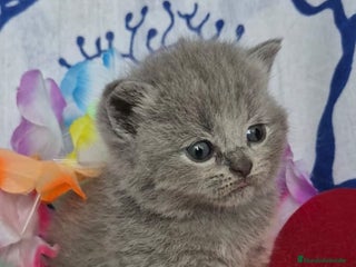 Británico de Pelo Corto Azul gatos Brithis BLues Y mas Maravillosos Gatitos - Anuncio 10