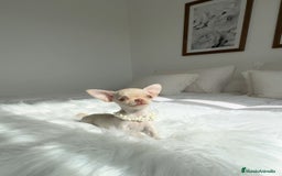 Chihuahua perros en venta: Chihuahua mini - Imagen 1