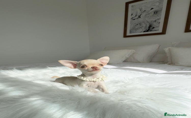 Chihuahua perros - Anuncio 1