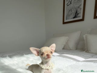 Chihuahua perros - Anuncio 7