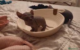 Sphynx gatos en venta: Sphynx pura razs - Anuncio 5