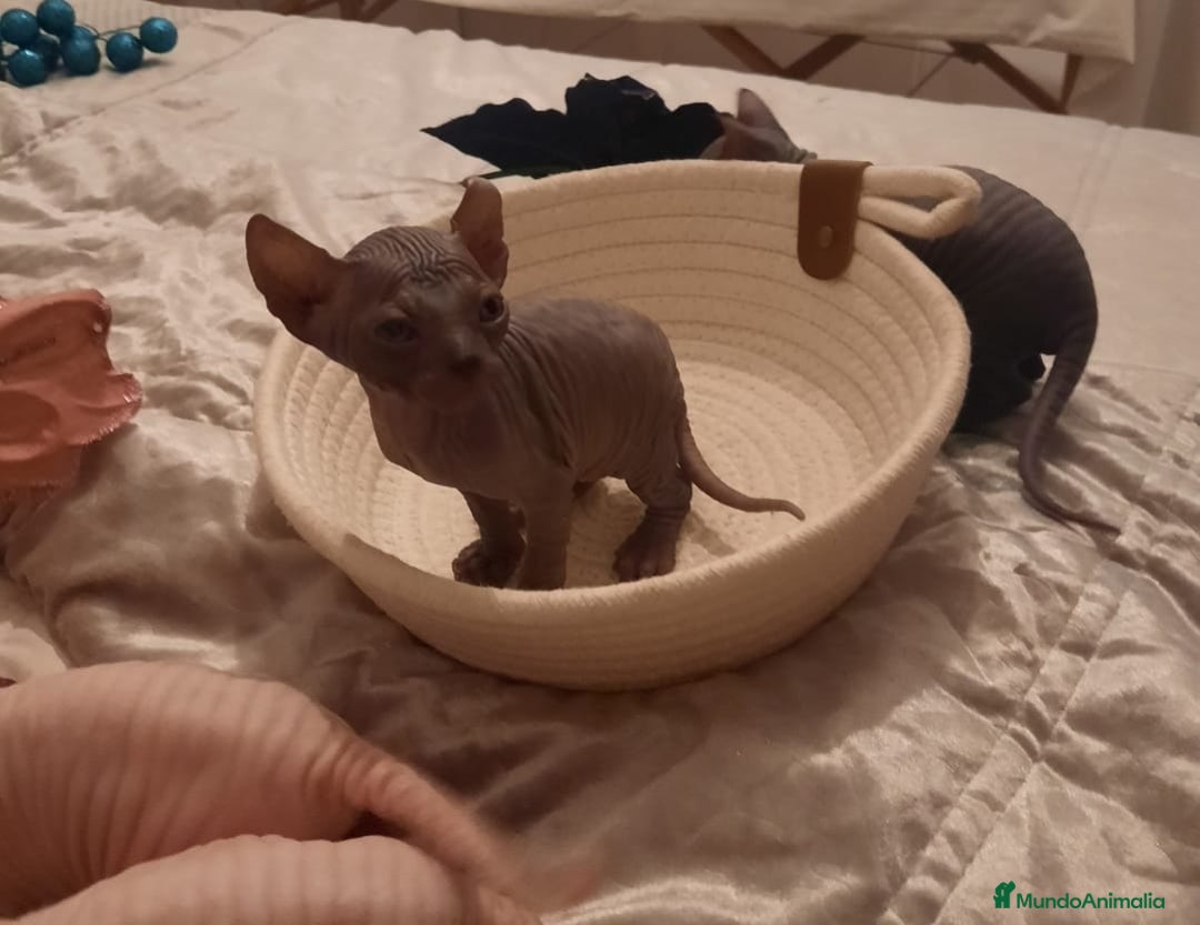 Sphynx gatos en venta: Sphynx pura razs - Anuncio 5