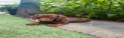 Teckel Miniatura perros en venta: TECKEL CHOCOLATE MINIATURA  - Anuncio 2