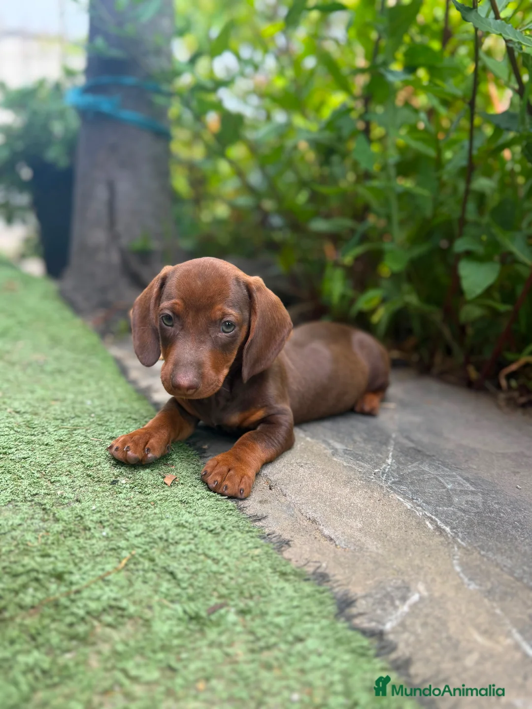Teckel Miniatura perros en venta: TECKEL CHOCOLATE MINIATURA  - Anuncio 2