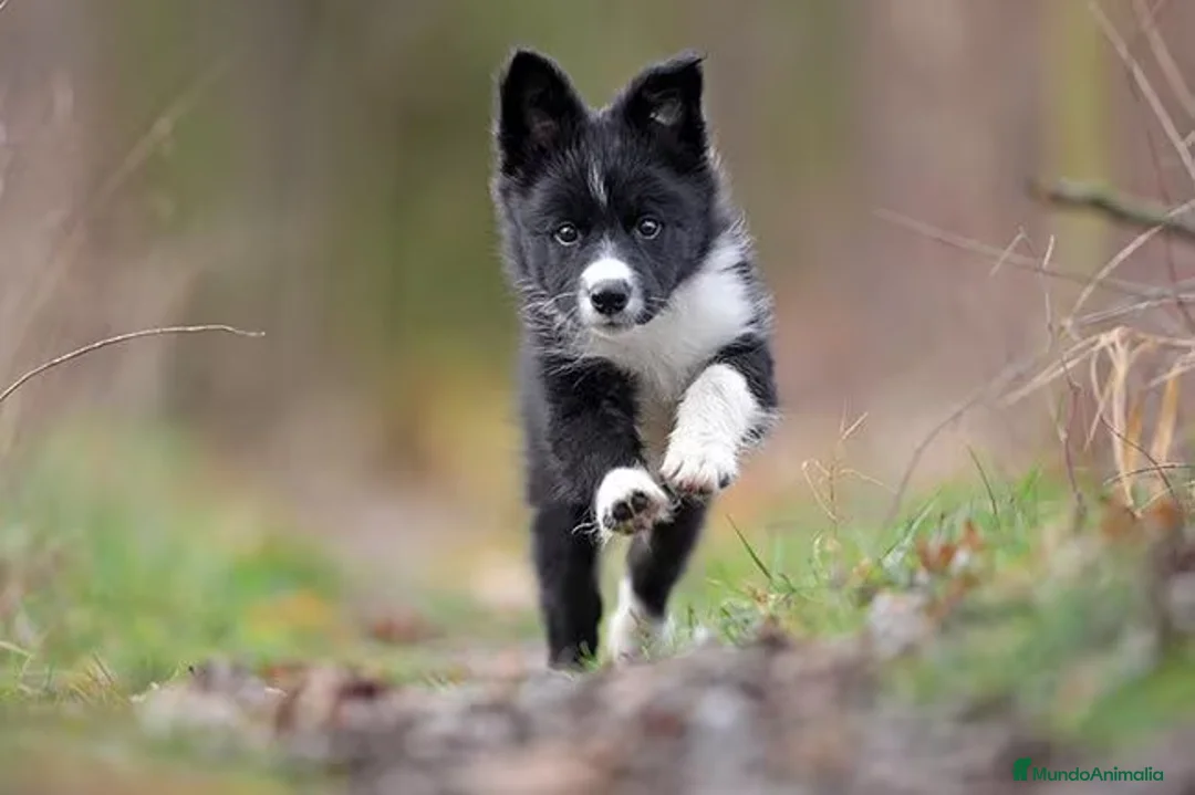 Border Collie perros en venta: Espectaculares Border Collie disponibles - Anuncio 1
