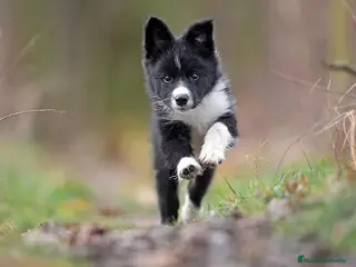 Border Collie perros Espectaculares Border Collie disponibles - Anuncio 2