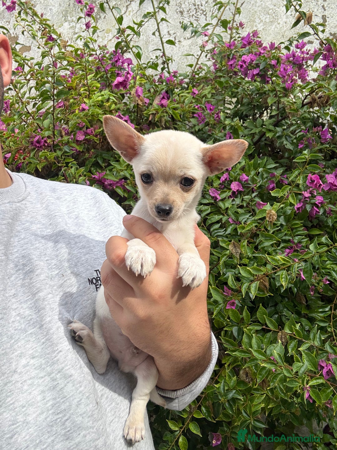 Chihuahua perros en venta: Chihuahuas Toy  - Anuncio 2