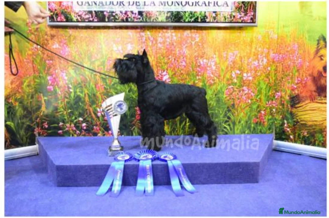 Imagen de galería {{count}}