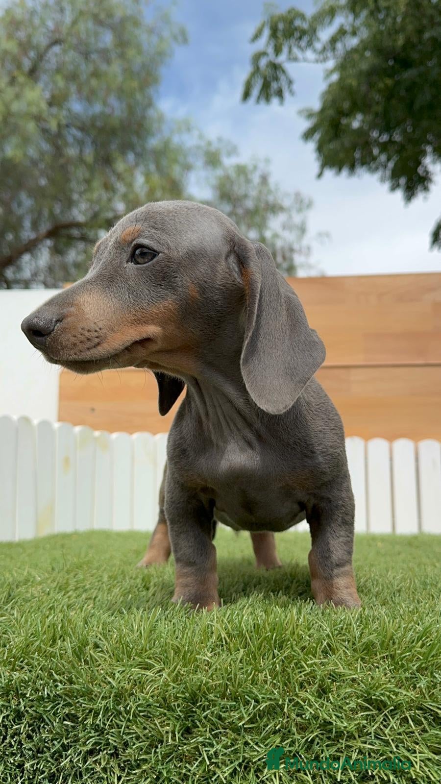 Teckel Miniatura perros TECKEL MINIATURA - Anuncio 1