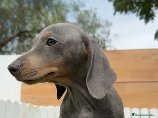 Teckel Miniatura perros TECKEL MINIATURA - Anuncio 1