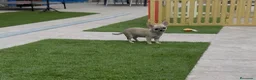 Chihuahua perros en venta: Excelentes machitos chihuahua - Anuncio 6