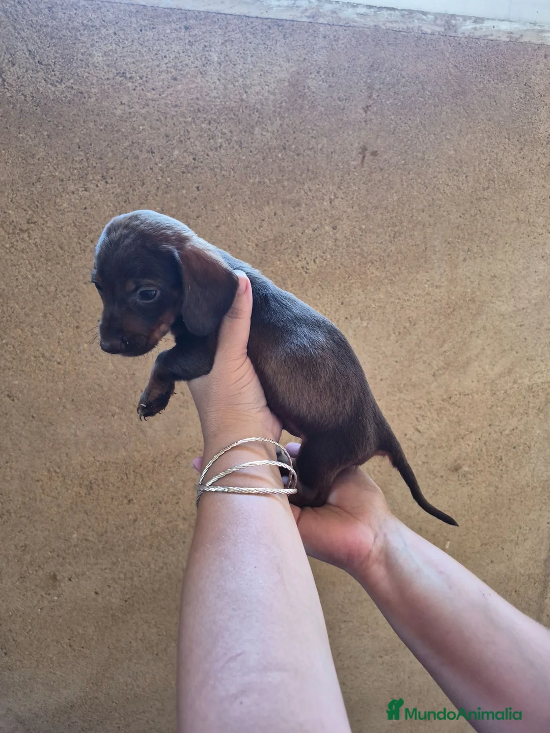 Teckel Miniatura perros en venta: Impresionantes Teckel arlequines minis  - Anuncio 13
